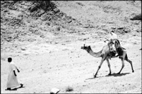 I'm in the Sinai being led by a guide.  When the camel stood up with me on it, it felt unstable, high and fun.  The ride was bumpy.
