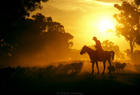 Sheep Rancher. New South Wales, Australia 1981