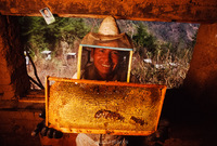 Beekeeper. Chinacual, Guatemala 1993