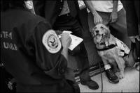 Police search and rescue dog Bretagne at the first anniversary of the attack at the World Trade Center at Ground Zero, NY, NY, Sept. 11, 2002. Bretagne lived until the age of 16 and was the last known living service dog to have been employed by FEMA at ground zero.
